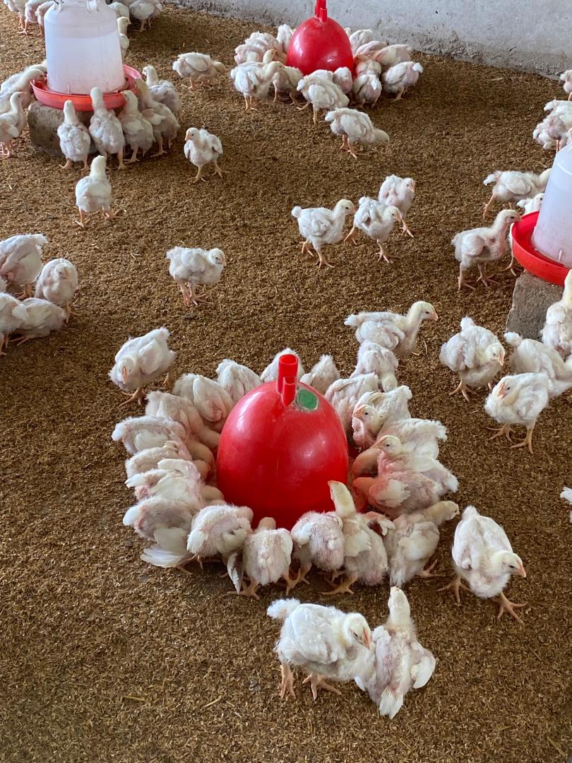 Wintry Mountain Landscape