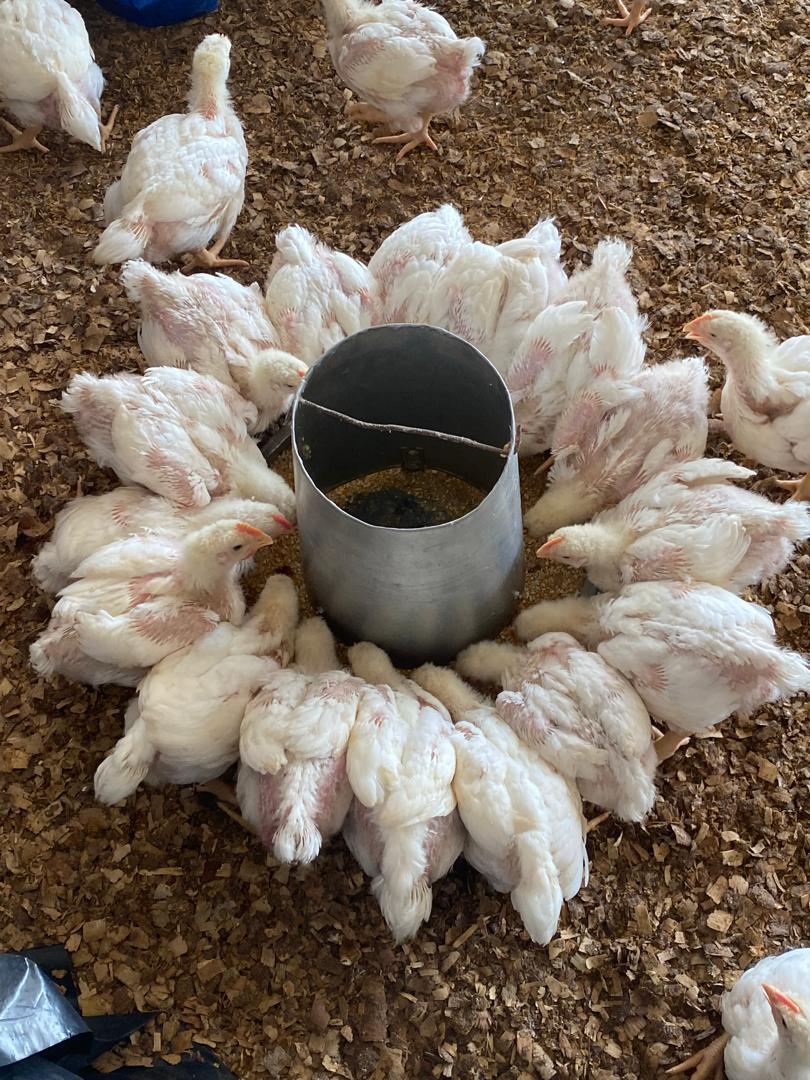 Mountains in the Clouds